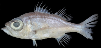 ภาพ ปลา griseus (Malakichthys griseus)