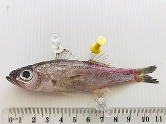 ภาพ ปลา mochizuki (Malakichthys mochizuki)