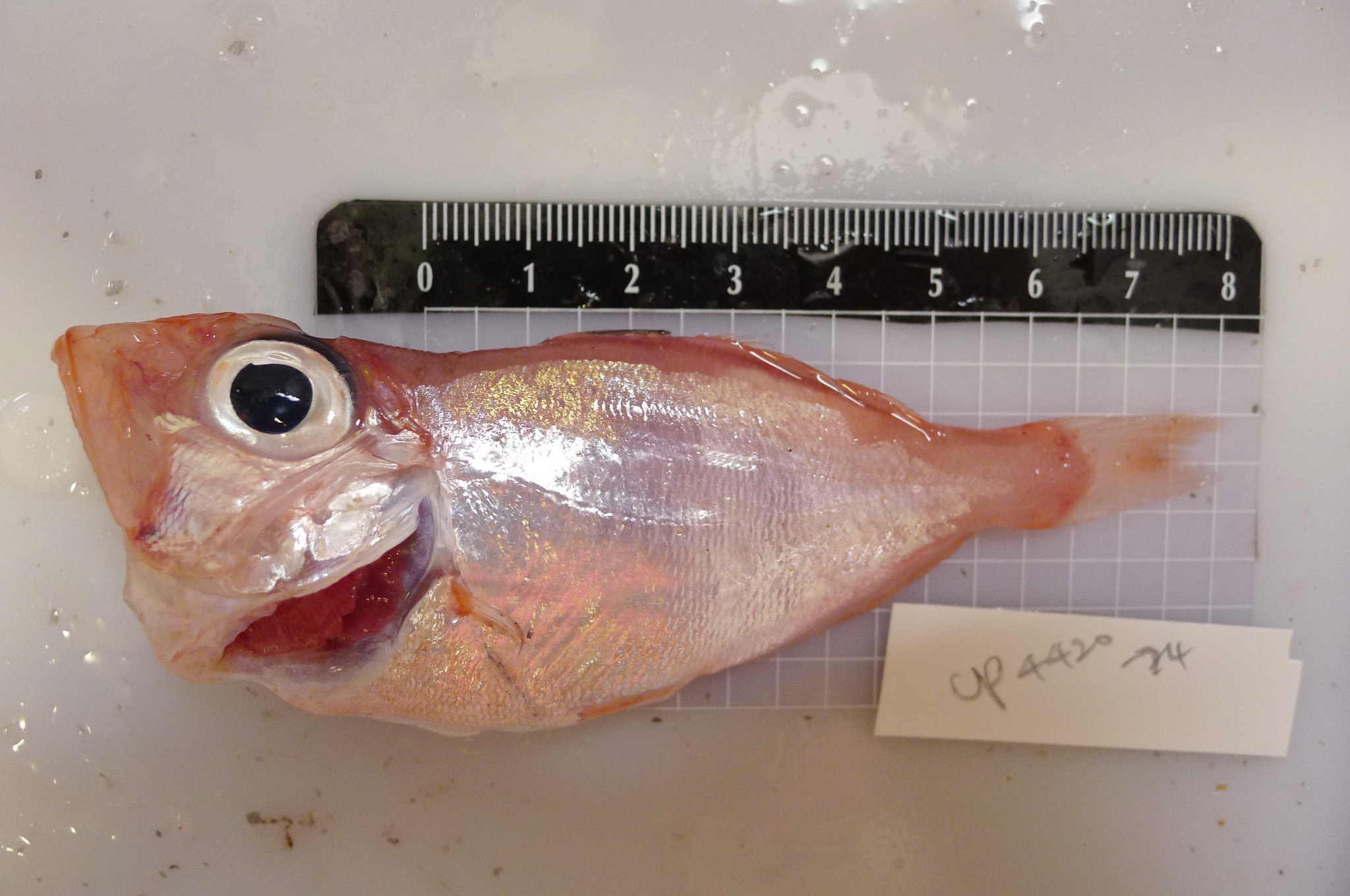 ภาพ ปลา wakiyae (Malakichthys wakiyae)