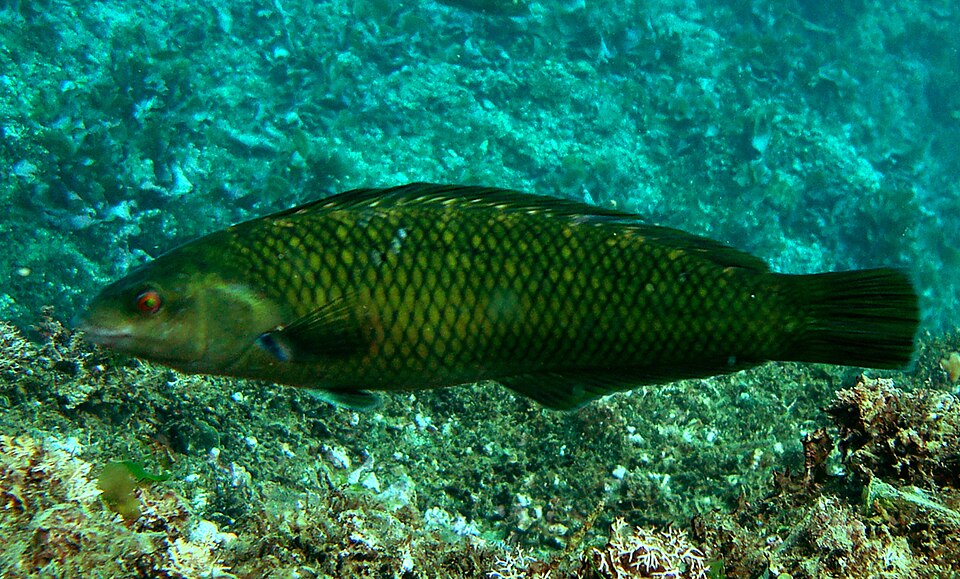 ภาพ ปลานกขุนทอง reticulatus (Malapterus reticulatus)