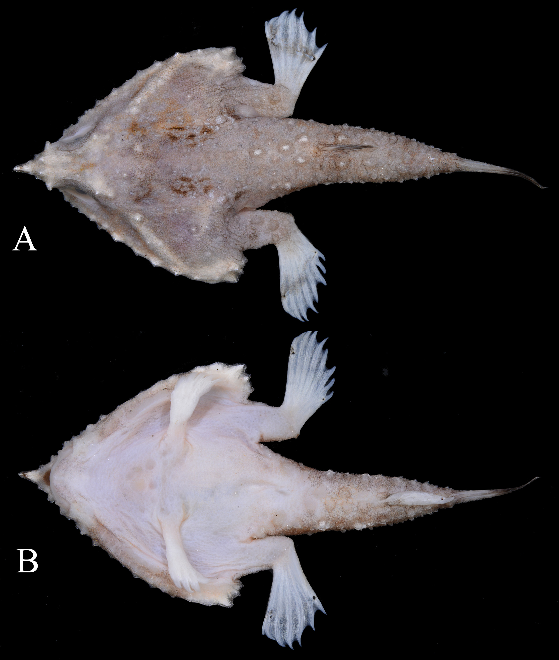 ภาพ ปลา formosa (Malthopsis formosa)