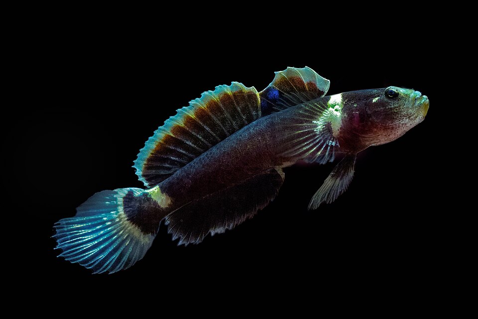 ภาพ ปลาบู่บู่ (Mangarinus waterousi)