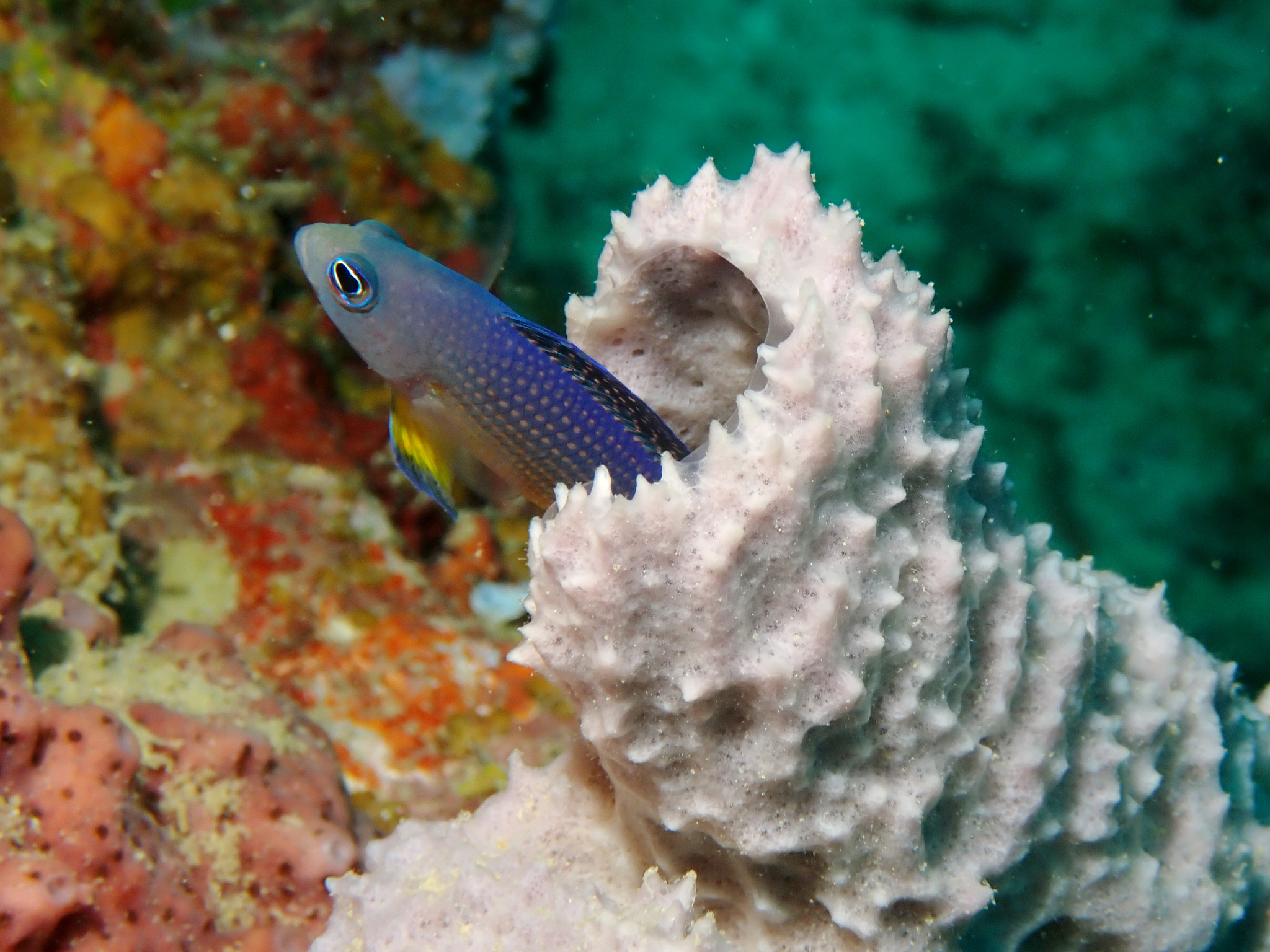 ภาพ ปลาดอตตี้แบ็ค alleni (Manonichthys alleni)
