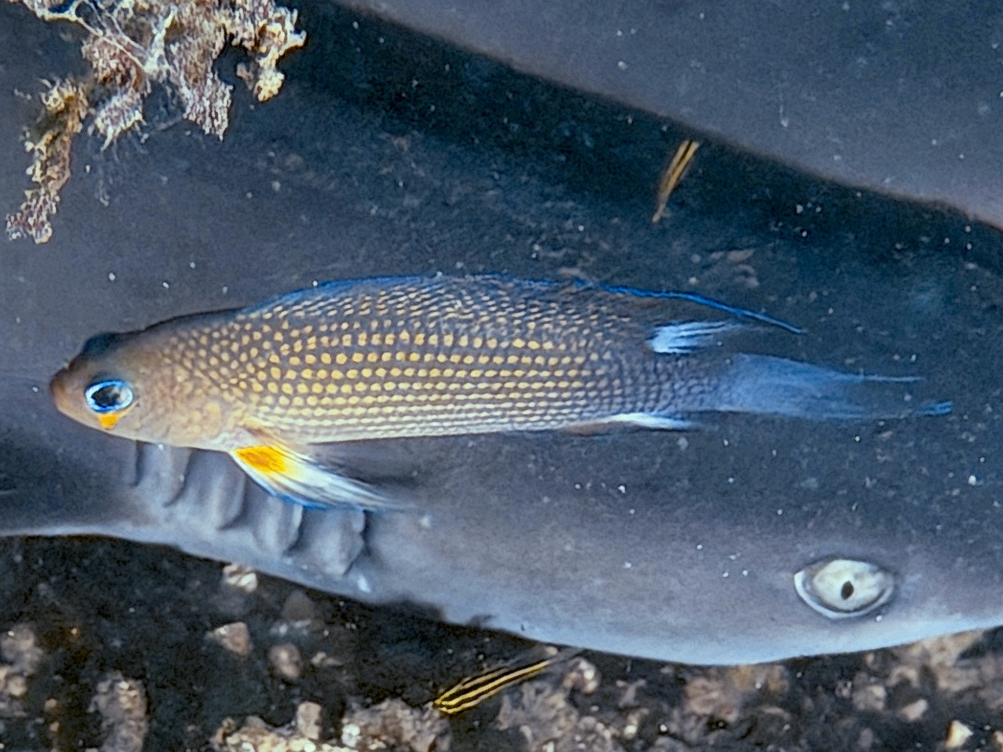 ภาพ ปลาดอตตี้แบ็ค polynemus (Manonichthys polynemus)
