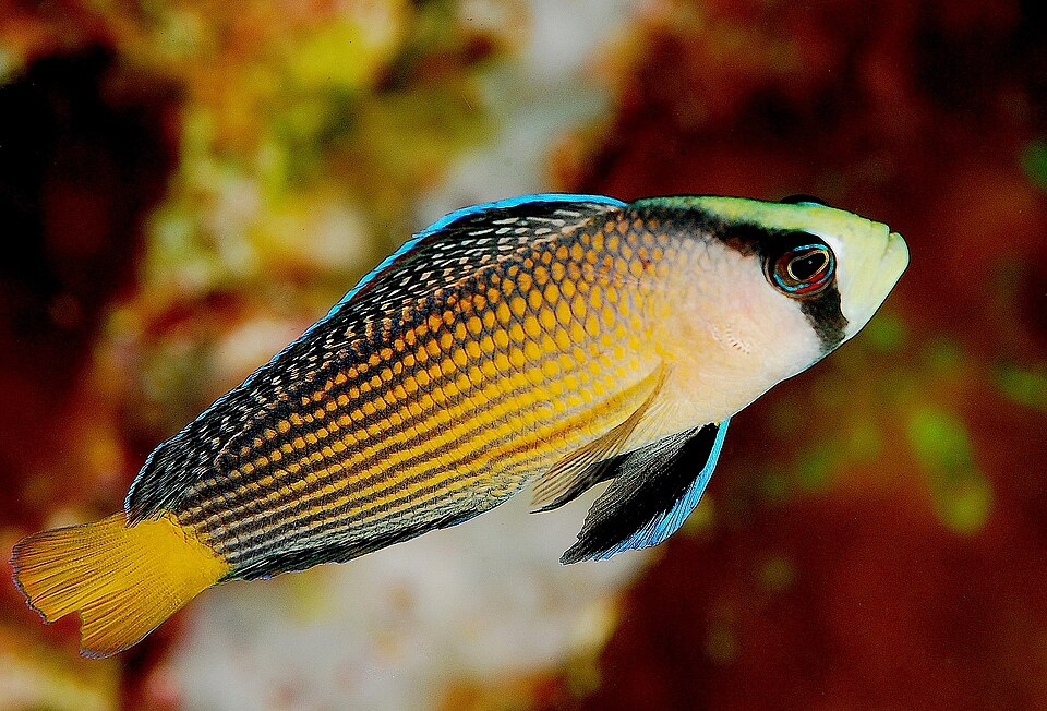ภาพ ปลาดอตตี้แบ็คงดงาม (Manonichthys splendens)