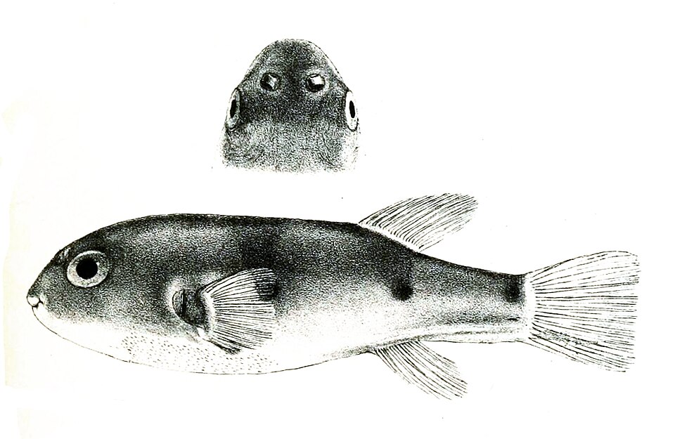 ภาพ ปลาปักเป้าลายบั้ง (Marilyna pleurosticta)