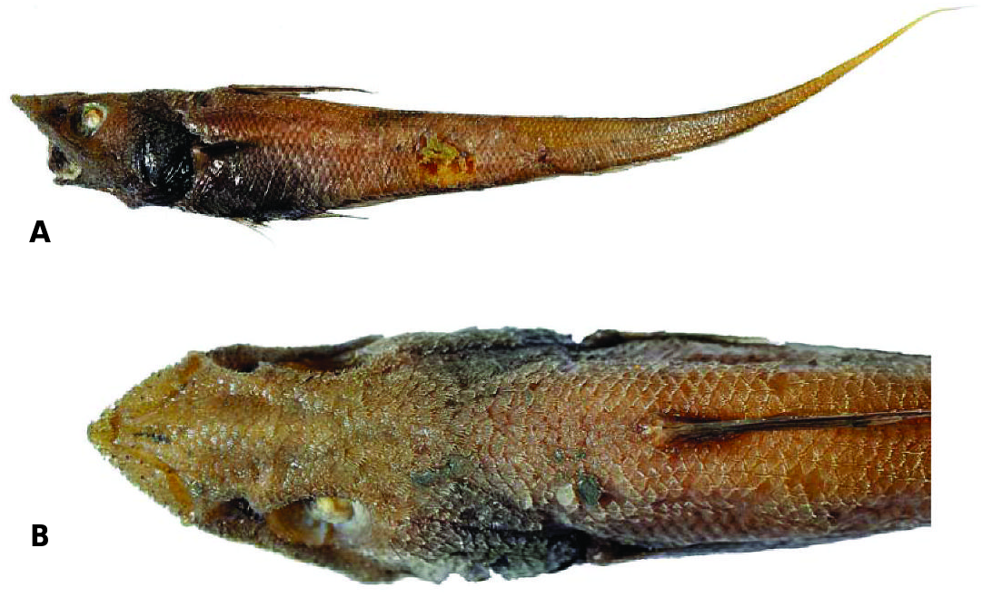 ภาพ ปลา cristatus (Mataeocephalus cristatus)