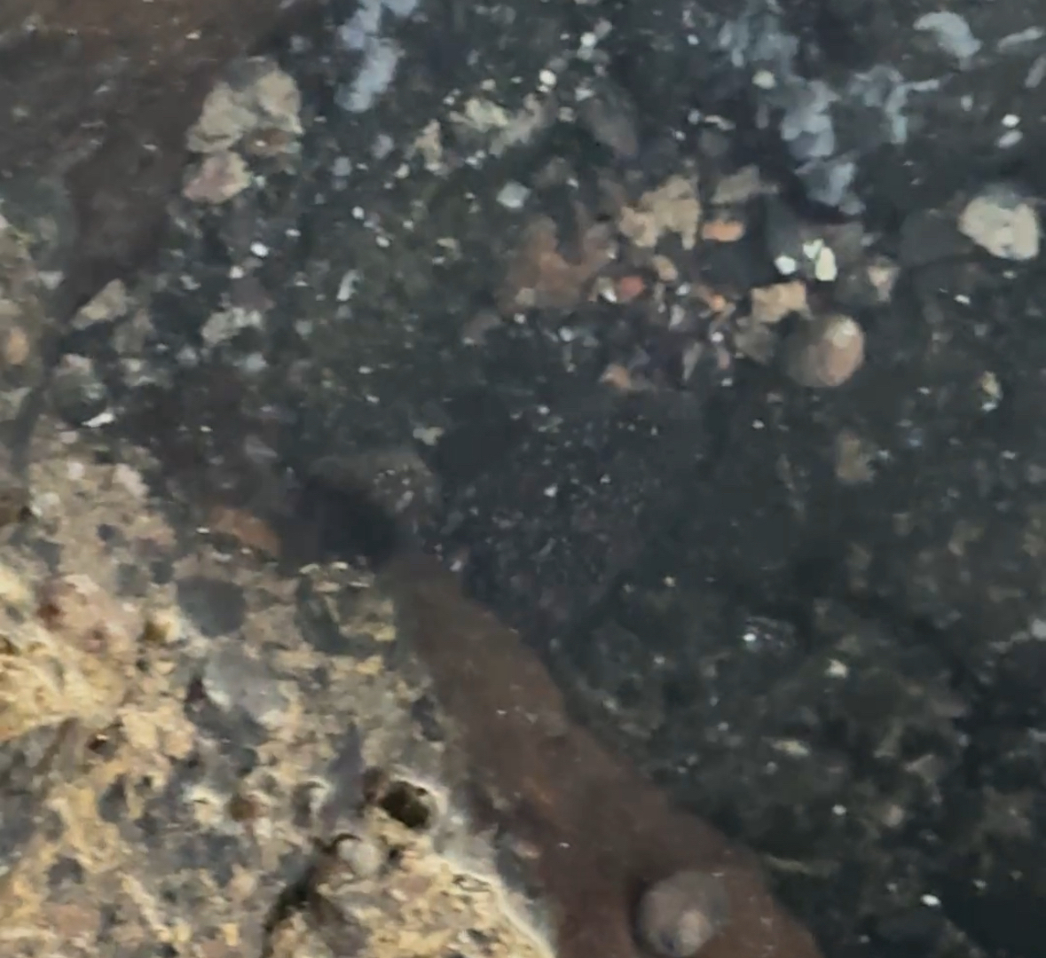 ภาพ ปลาบู่บู่ (Mauligobius maderensis)