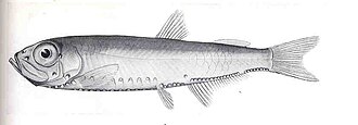 ภาพ ปลา australis (Maurolicus australis)