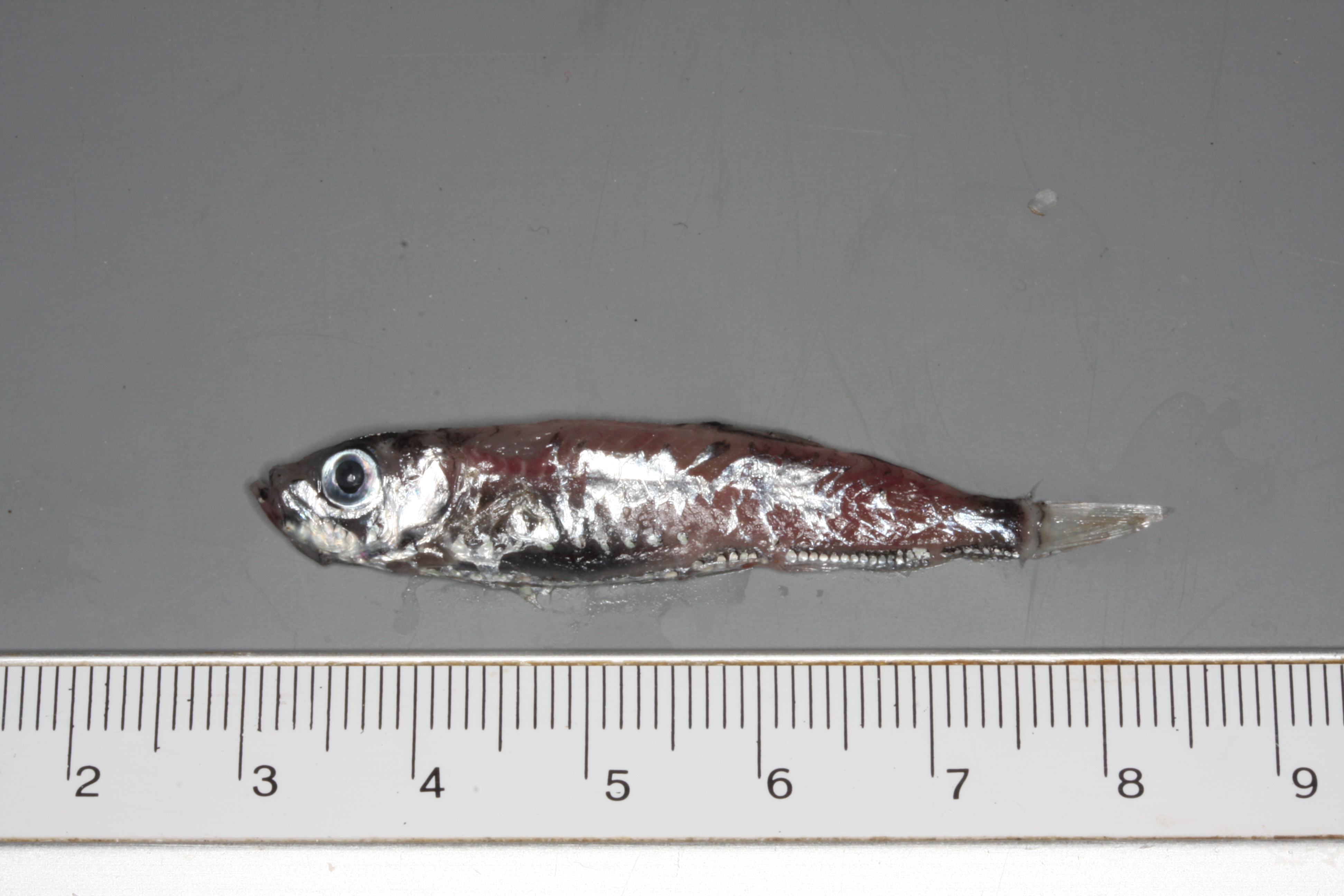 ภาพ ปลา muelleri (Maurolicus muelleri)