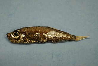 ภาพ ปลา weitzmani (Maurolicus weitzmani)