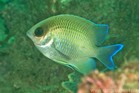 ภาพ ปลาสลิดหิน immaculatus (Mecaenichthys immaculatus)