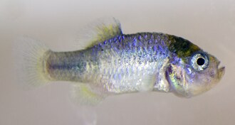 ภาพ ปลา aporus (Megupsilon aporus)