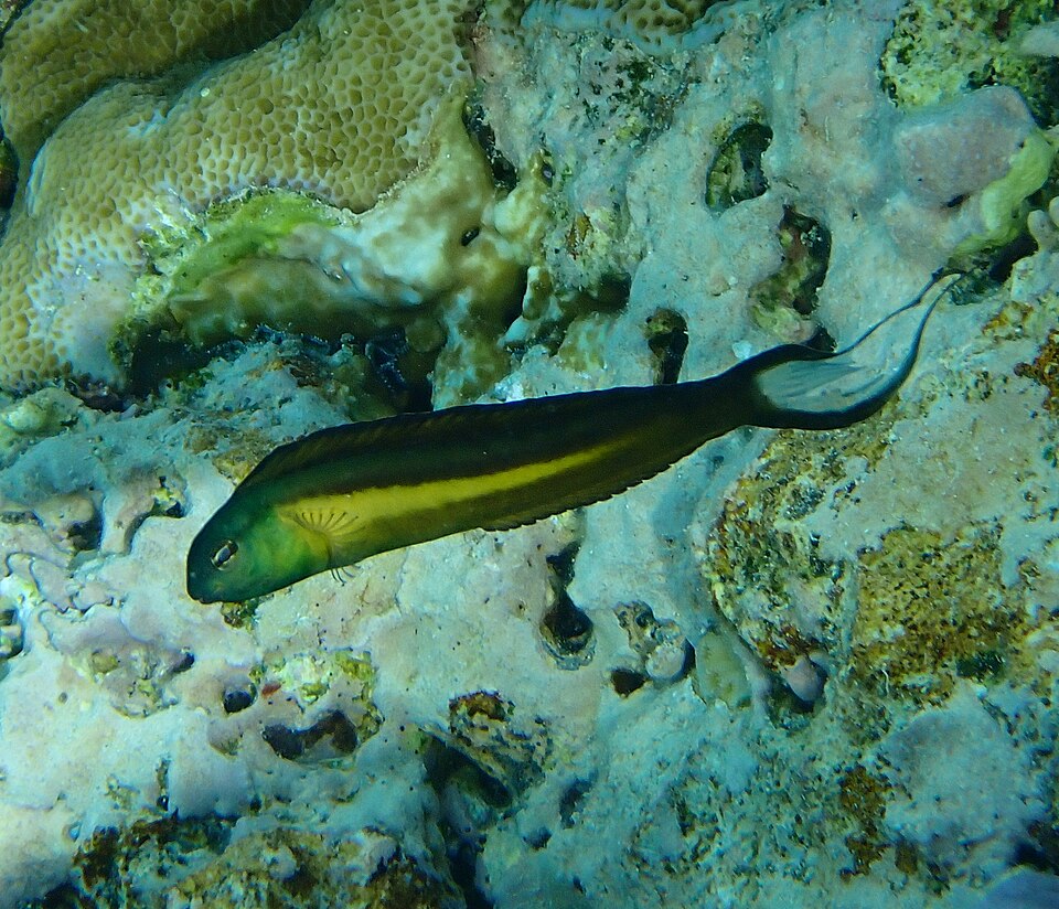 ภาพ ปลาตั๊กแตนหินเขี้ยวพิษตั๊กแตนหิน (Meiacanthus bundoon)