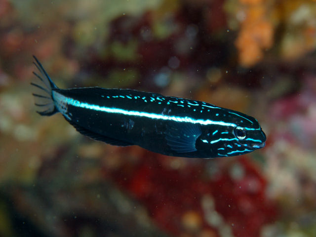 ภาพ ปลาตั๊กแตนหินเขี้ยวพิษตั๊กแตนหิน (Meiacanthus kamoharai)