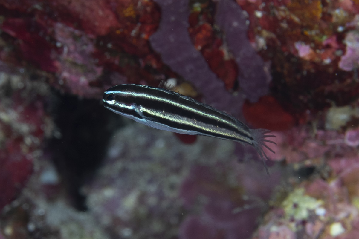 ภาพ ปลาตั๊กแตนหินเขี้ยวพิษ limbatus (Meiacanthus limbatus)