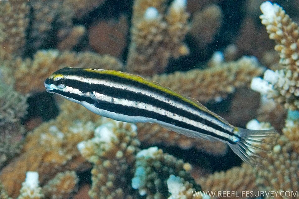 ภาพ ปลาตั๊กแตนหินเขี้ยวพิษลายเส้น (Meiacanthus lineatus)