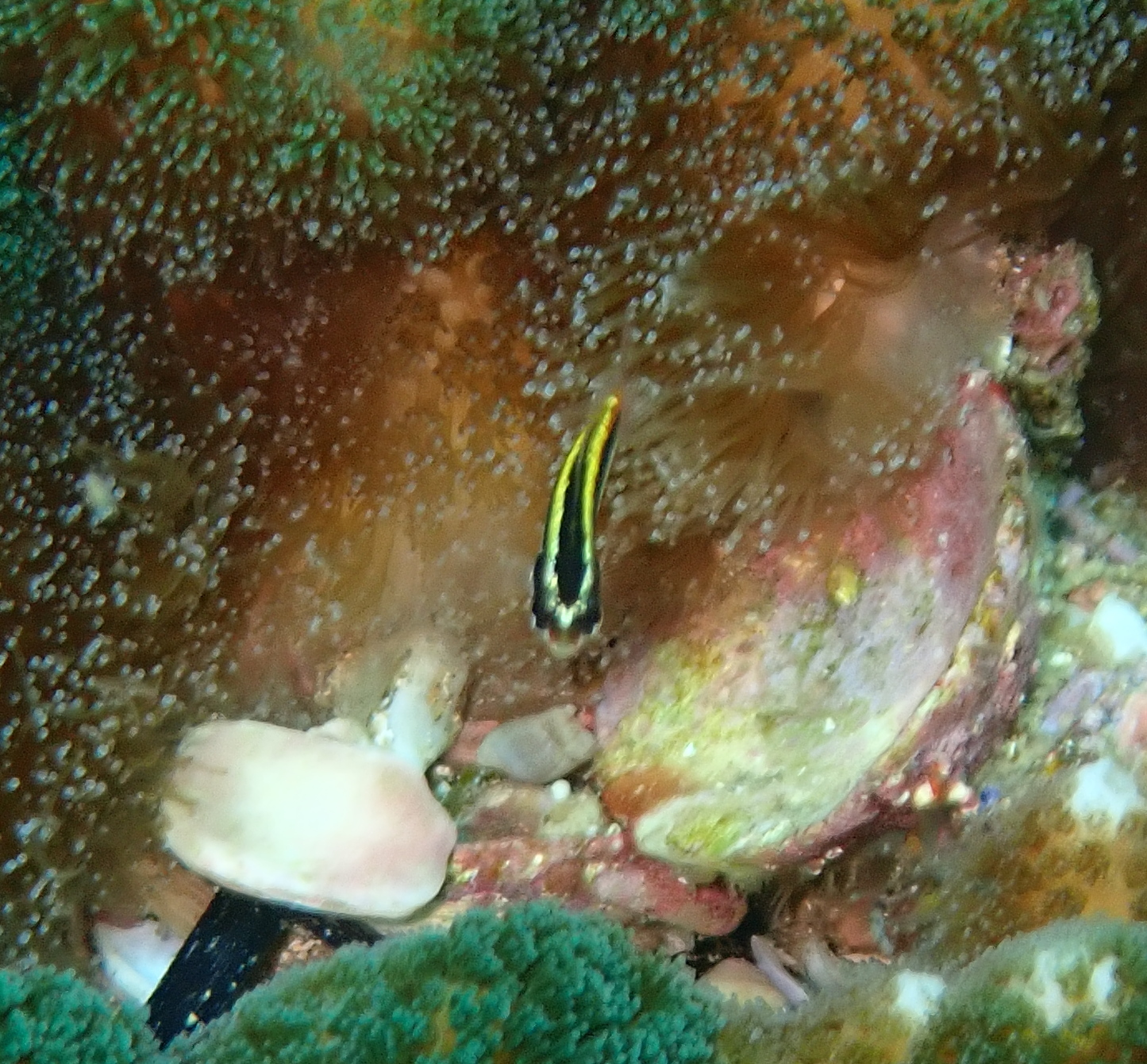 ภาพ ปลาตั๊กแตนหินเขี้ยวพิษทองลายเส้นตั๊กแตนหิน (Meiacanthus luteus)
