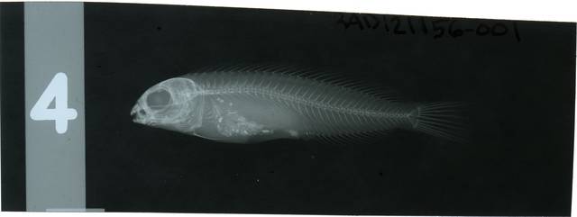 ภาพ ปลาตั๊กแตนหินเขี้ยวพิษ naevius (Meiacanthus naevius)
