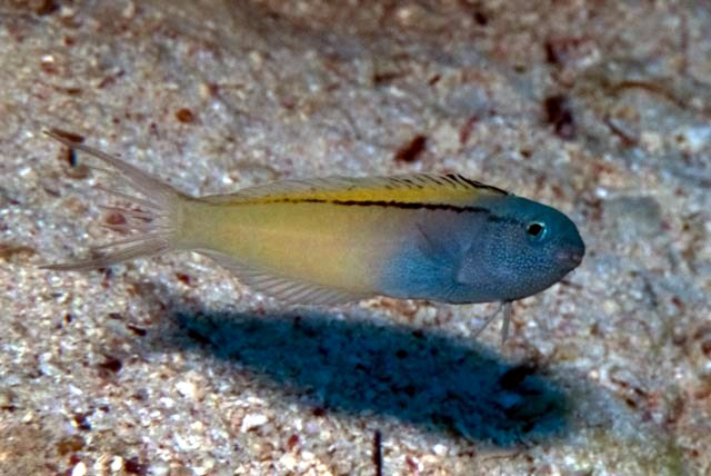 ภาพ ปลาตั๊กแตนหินเขี้ยวพิษ nigrolineatus (Meiacanthus nigrolineatus)