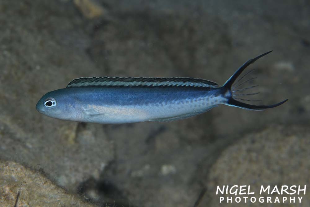ภาพ ปลาตั๊กแตนหินเขี้ยวพิษ procne (Meiacanthus procne)