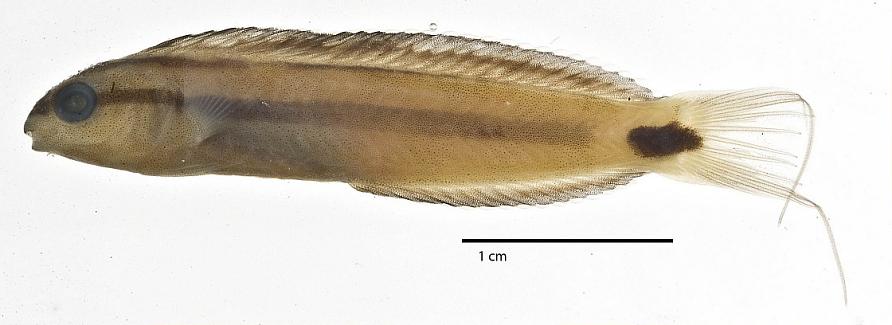ภาพ ปลาตั๊กแตนหินเขี้ยวพิษ urostigma (Meiacanthus urostigma)