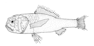 ภาพ ปลา microps (Melamphaes microps)