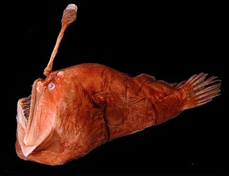 ภาพ ปลา eustalus (Melanocetus eustalus)