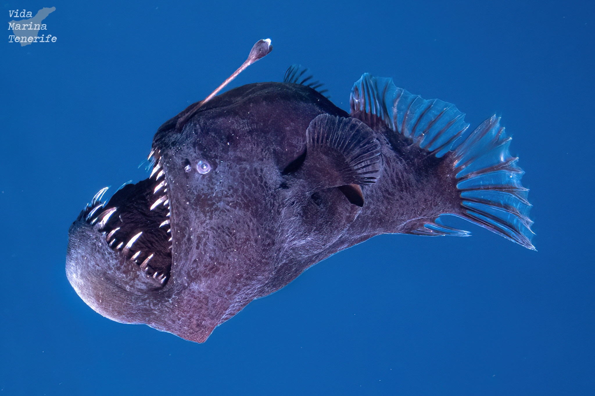ภาพ ปลา johnsonii (Melanocetus johnsonii)