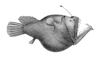 ภาพ ปลา murrayi (Melanocetus murrayi)
