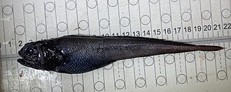 ภาพ ปลา zugmayeri (Melanonus zugmayeri)
