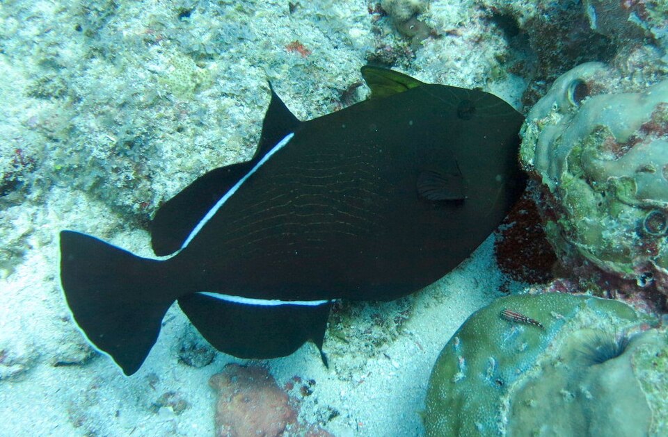 ภาพ ปลาวัวดำ (Melichthys indicus)