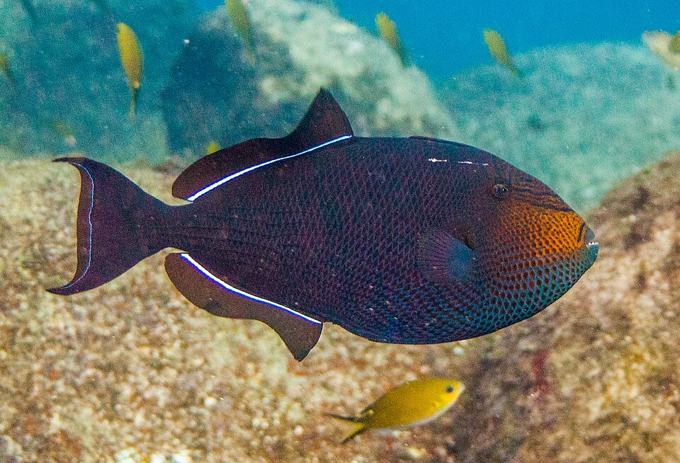 ภาพ ปลาวัวดำ (Melichthys niger)