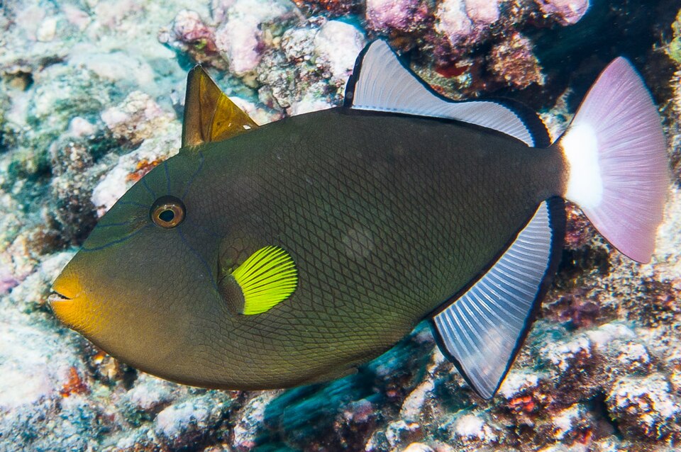 ภาพ ปลาวัวหางสีชมพู (Melichthys vidua)