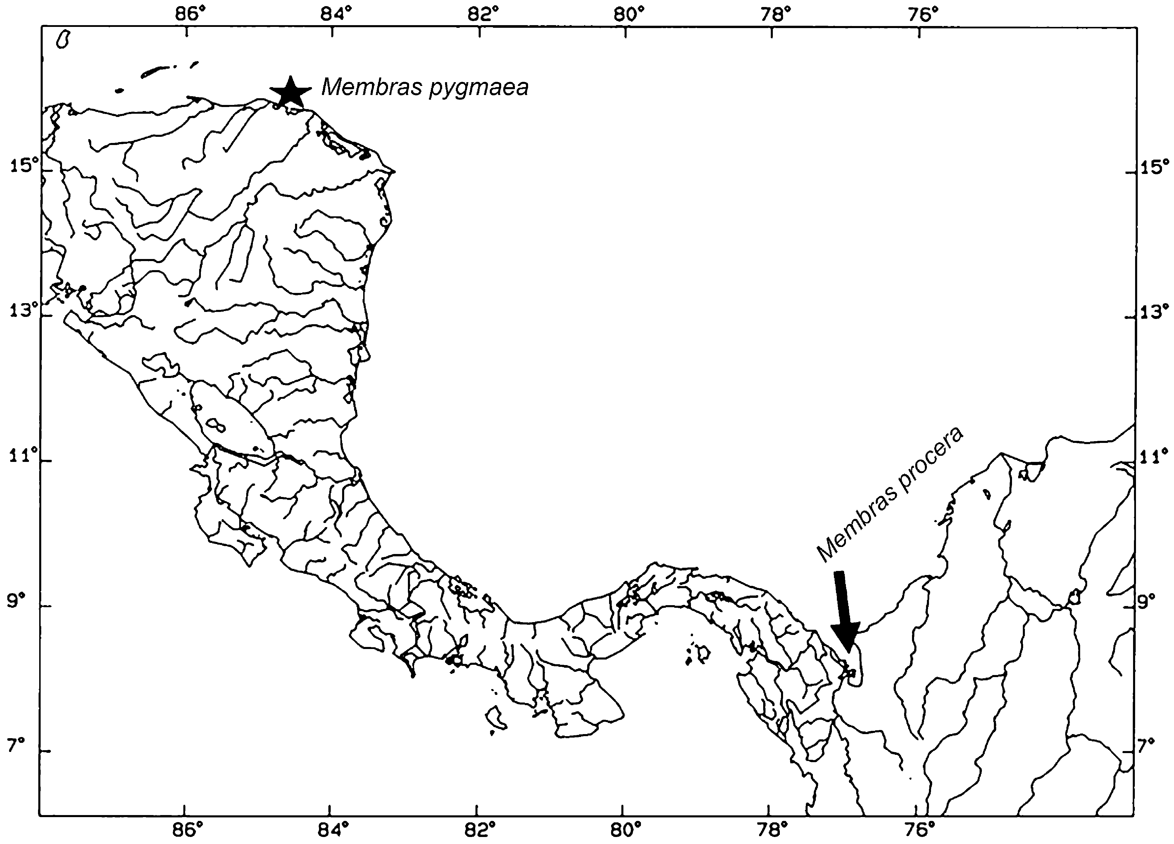 ภาพ ปลา pygmaea (Membras pygmaea)