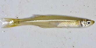 ภาพ ปลา beryllina (Menidia beryllina)