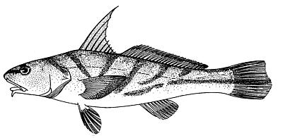 ภาพ ปลาจวด saxatilis (Menticirrhus saxatilis)