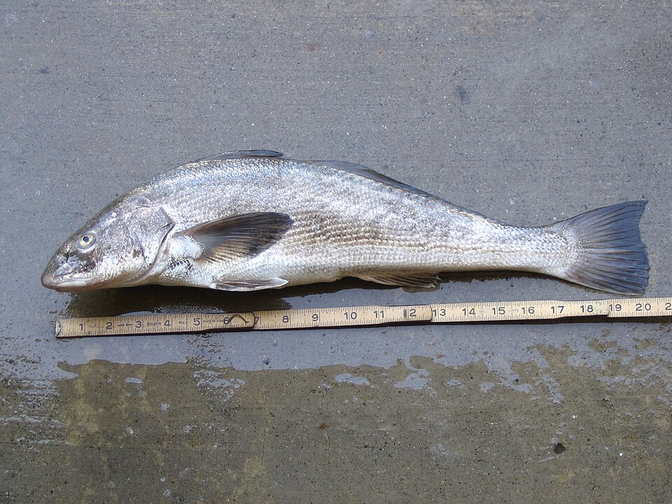 ภาพ ปลาจวด undulatus (Menticirrhus undulatus)