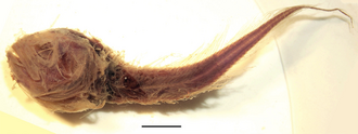 ภาพ ปลา bacescui (Menziesichthys bacescui)