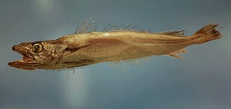 ภาพ ปลา albidus (Merluccius albidus)