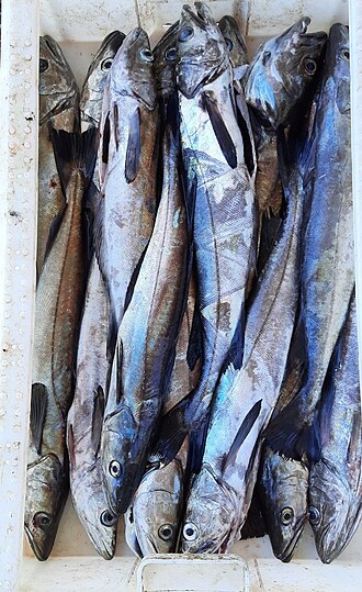 ภาพ ปลา australis (Merluccius australis)