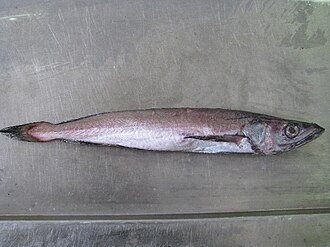 ภาพ ปลา capensis (Merluccius capensis)