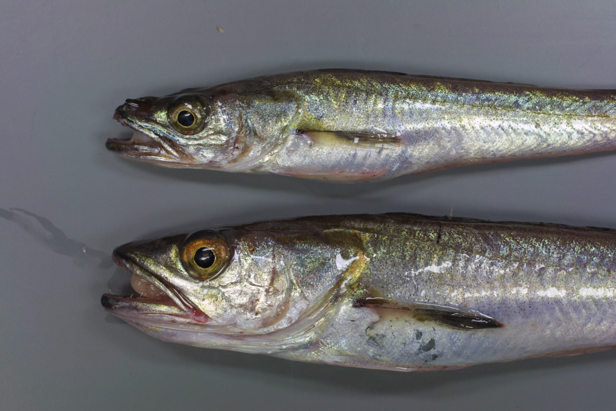ภาพ ปลา merluccius (Merluccius merluccius)