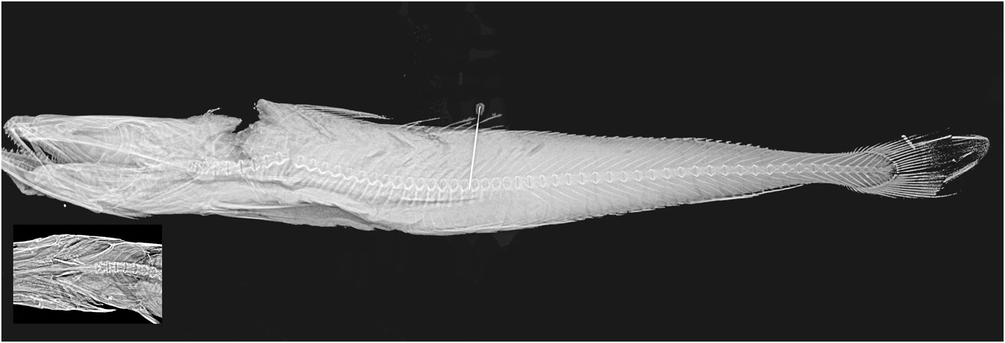 ภาพ ปลา polli (Merluccius polli)