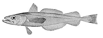 ภาพ ปลา productus (Merluccius productus)