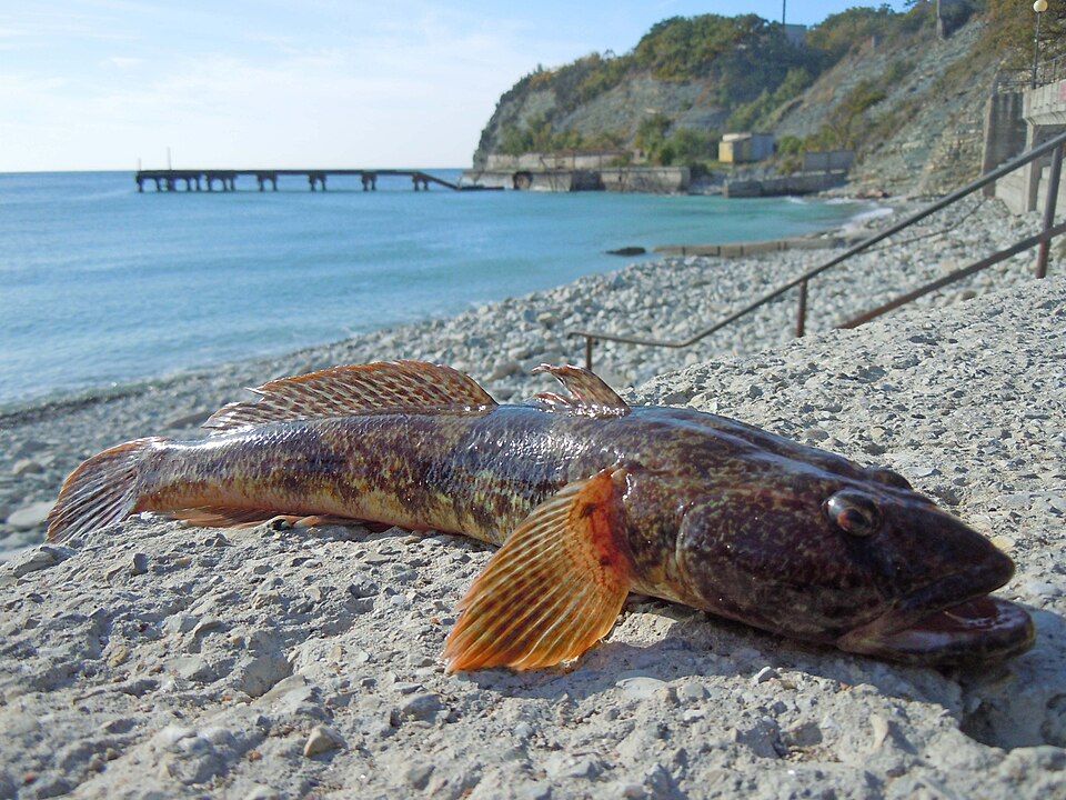 ภาพ ปลาบู่บู่ (Mesogobius batrachocephalus)