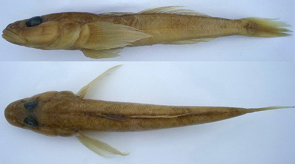 ภาพ ปลาบู่บู่ (Mesogobius nonultimus)
