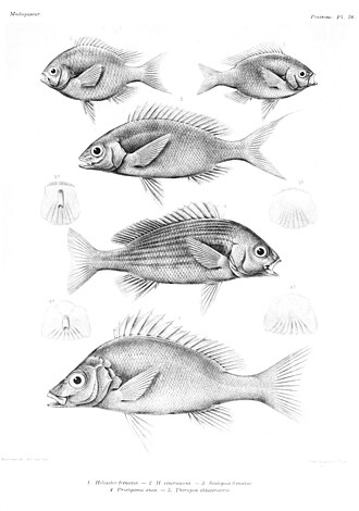 ภาพ ปลา elongatus (Mesopristes elongatus)