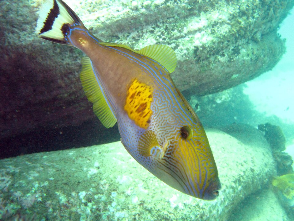 ภาพ ปลาวัวหนัง freycineti (Meuschenia freycineti)