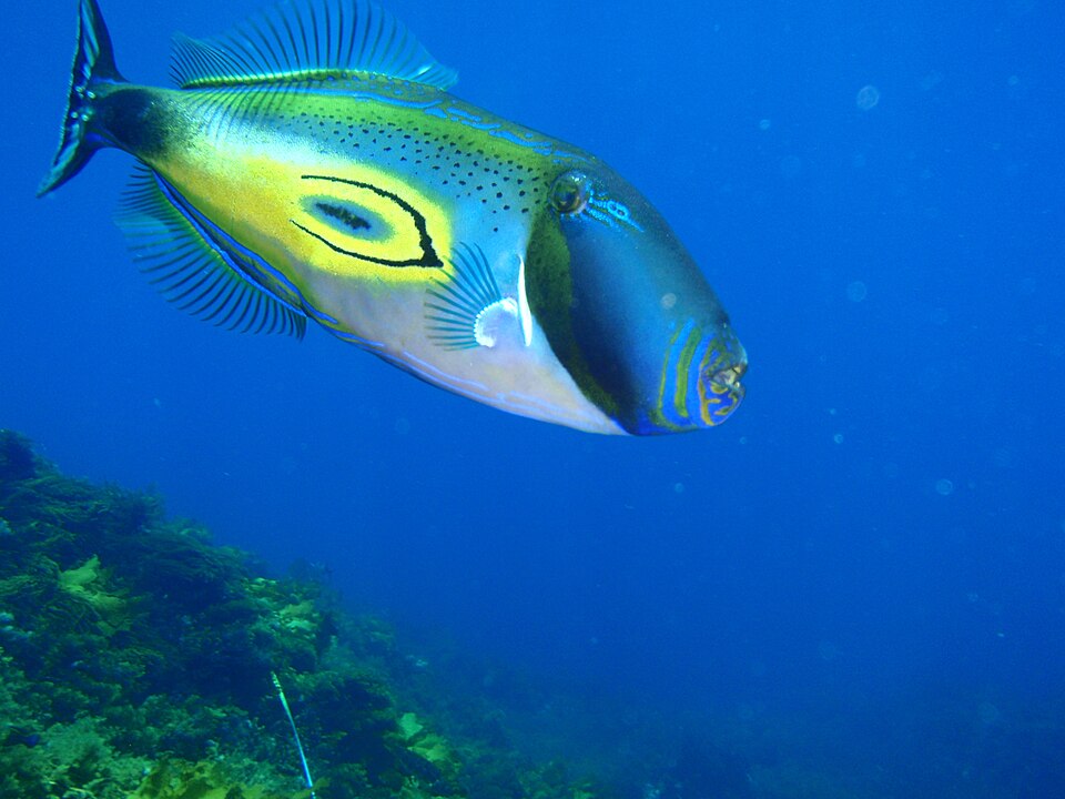ภาพ ปลาวัวหนัง hippocrepis (Meuschenia hippocrepis)